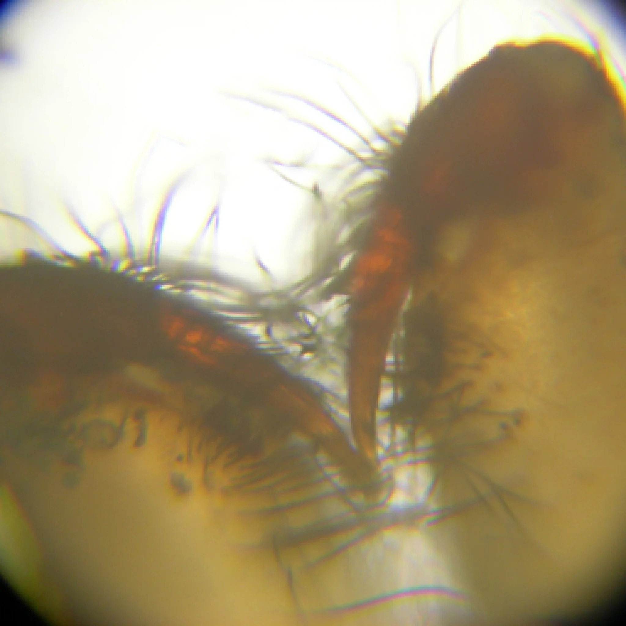 MINIPROFESSOR MIKROSKOP