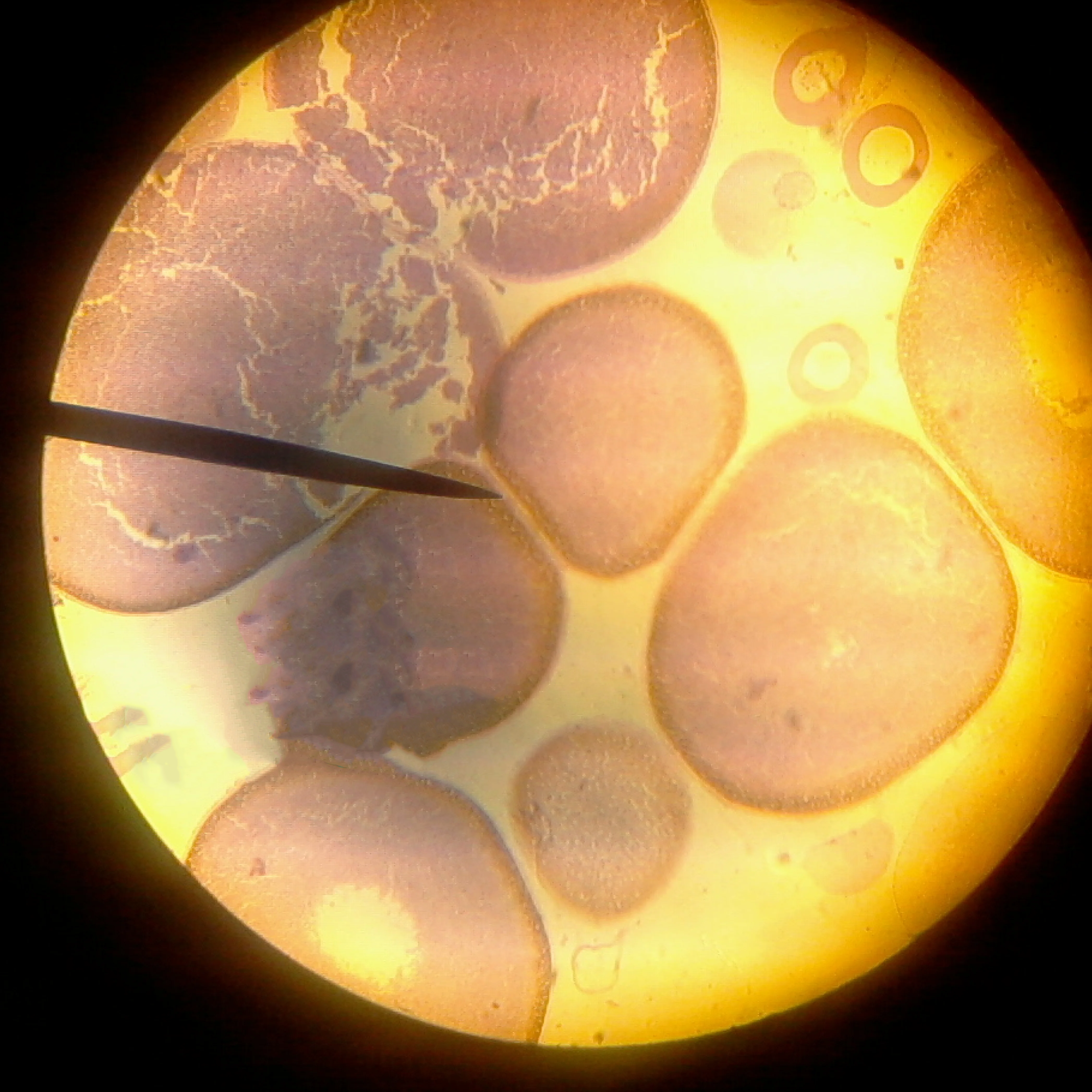 MINIPROFESSOR MIKROSKOP